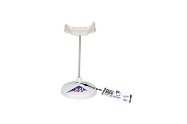 model ludzkiej kości gnykowej, na stojaku - 3b smart anatomy - 1000143 [a71/9] 3b scientific modele anatomiczne 2